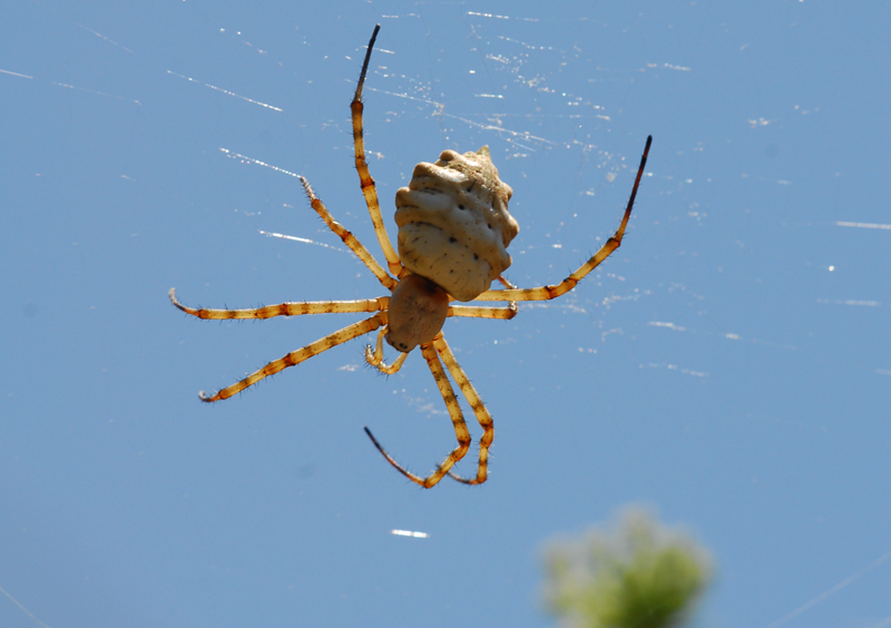 Argiope lobata